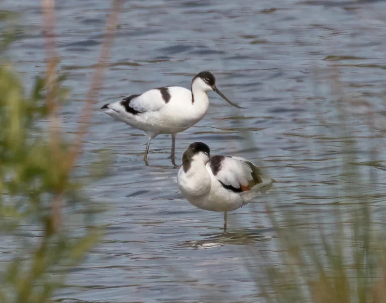 Avocets