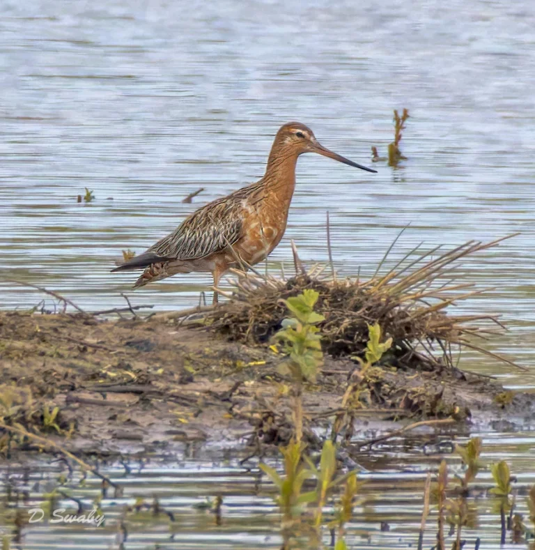 Bar Tailed Godwit