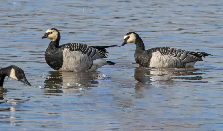 Barnacle Geese