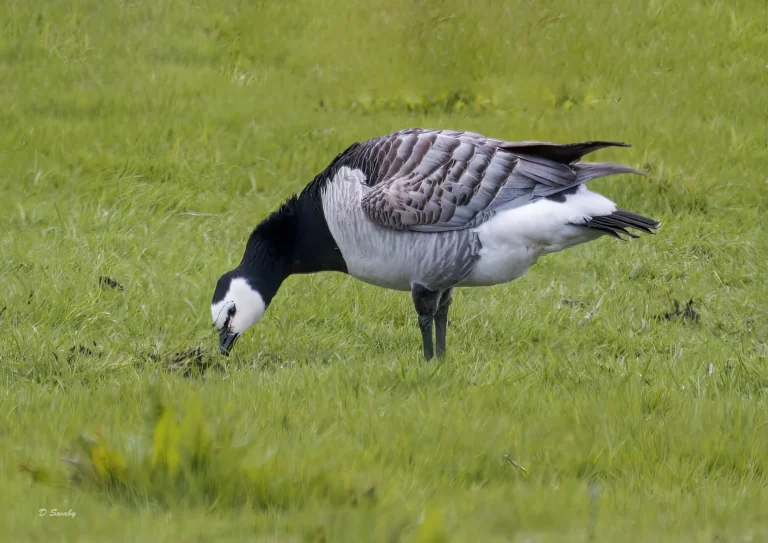 Barnacle Goose