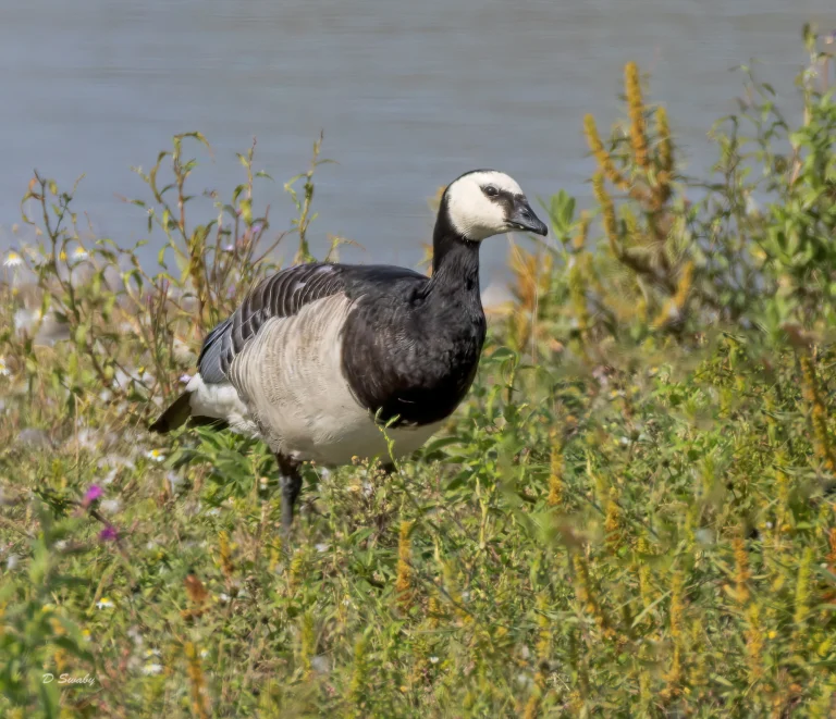 Barnacle Goose