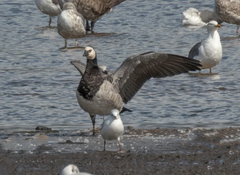 Barnacle Goose
