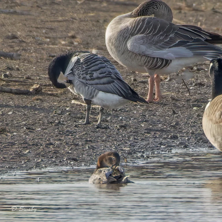 Barnacle Goose and Pochard