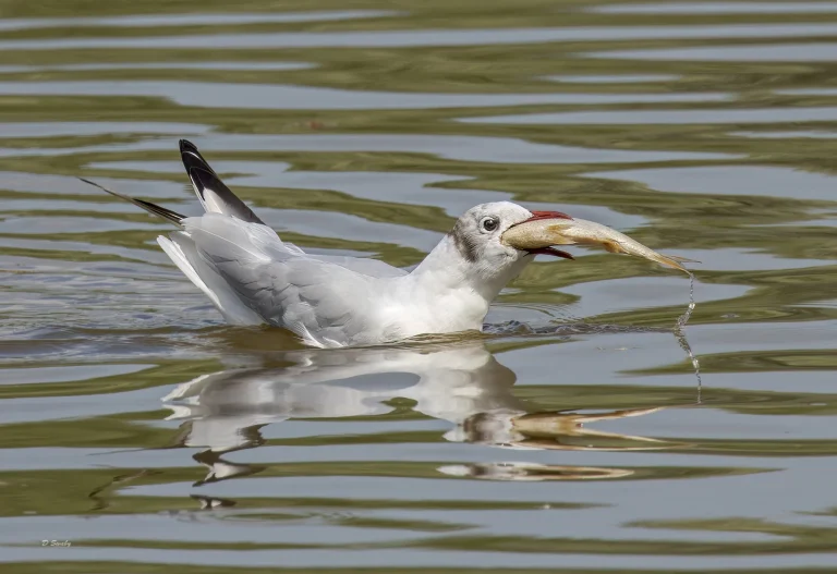 Black Headed Gull