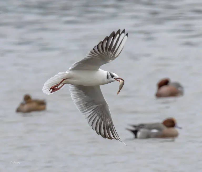 Black Headed Gull
