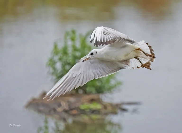 Black Headed Gull