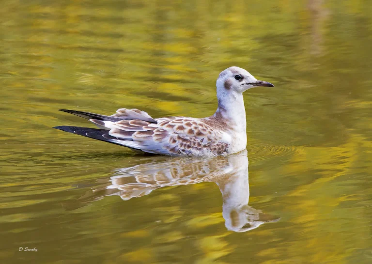 Black Headed Gull