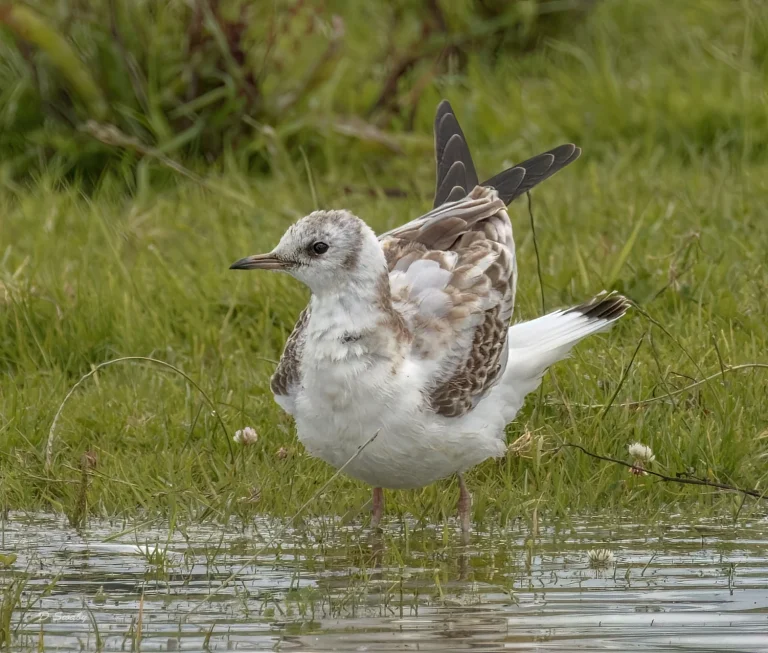 Black Headed Gull