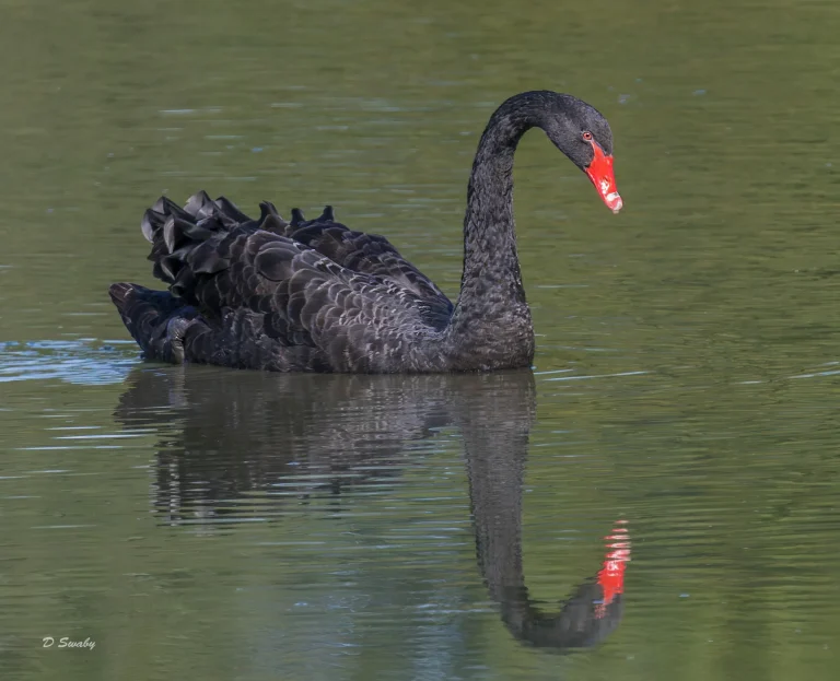 Black Swan