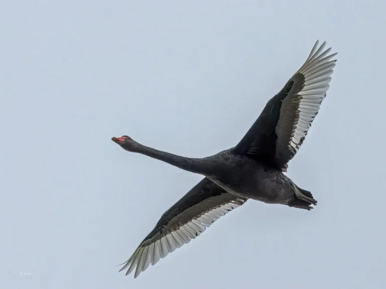 Black Swan