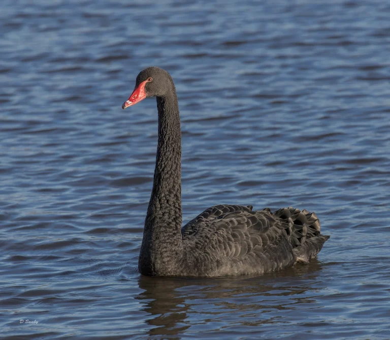 Black Swan