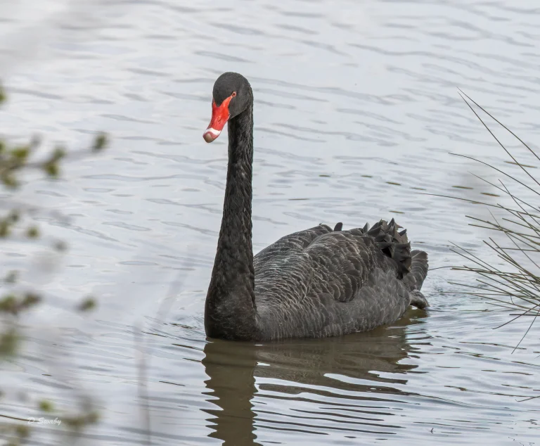 Black Swan