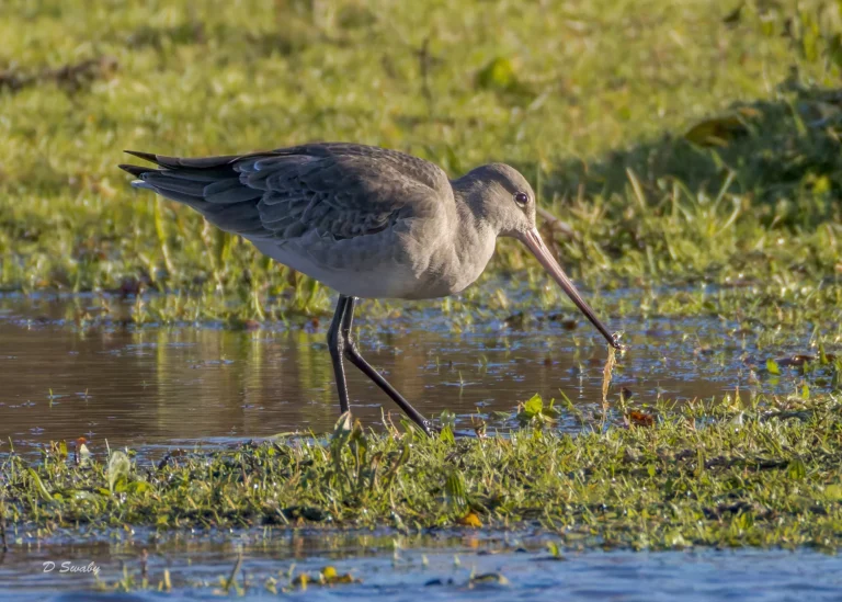 Black Tailed Godwit