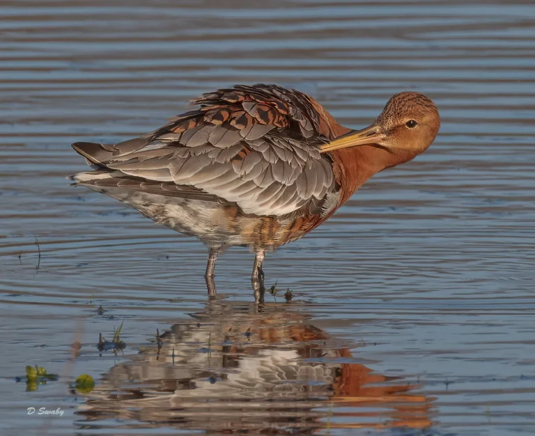 Black Tailed Godwit