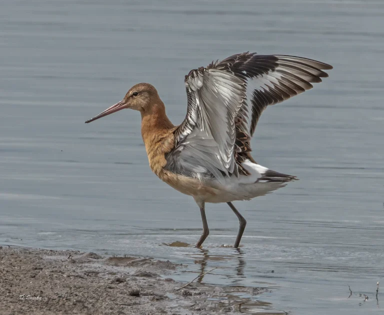 Black Tailed Godwit
