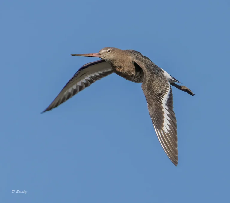Black Tailed Godwit