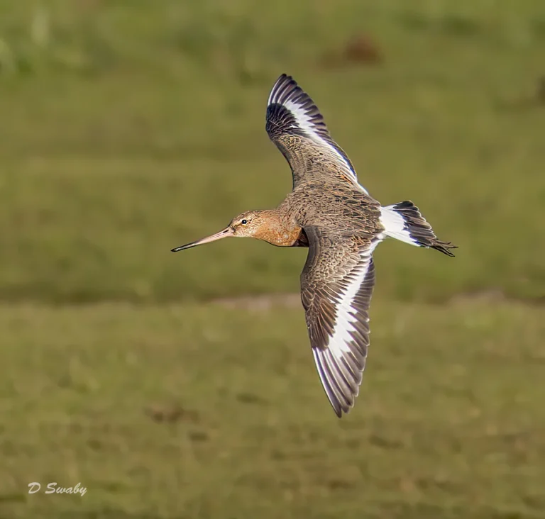 Black Tailed Godwit