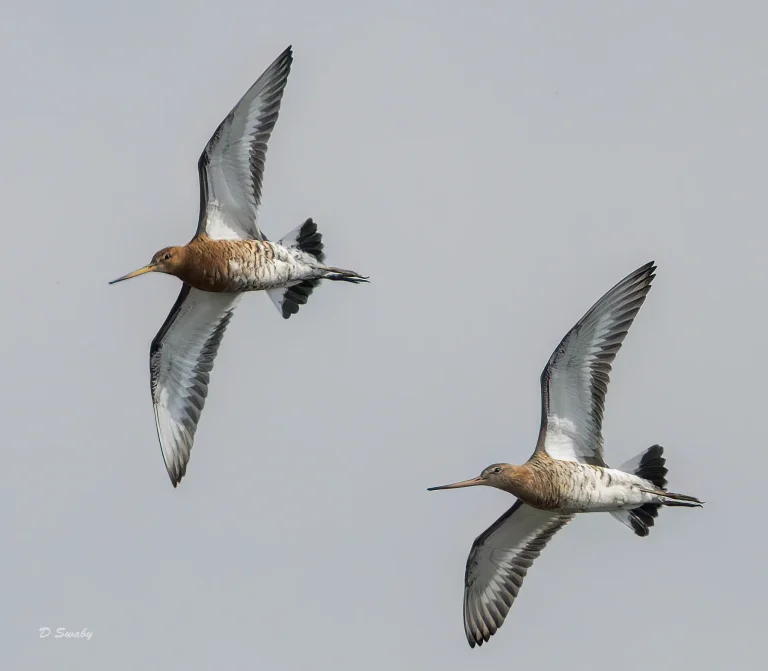 Black Tailed Godwits