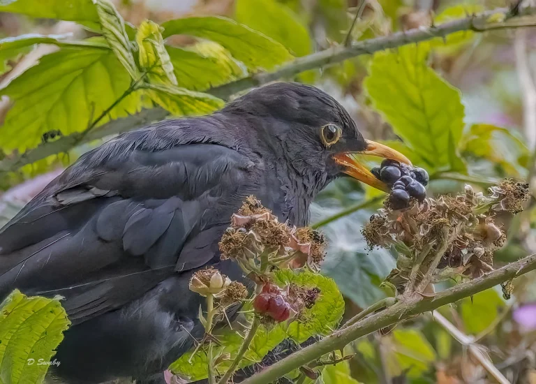 Blackbird