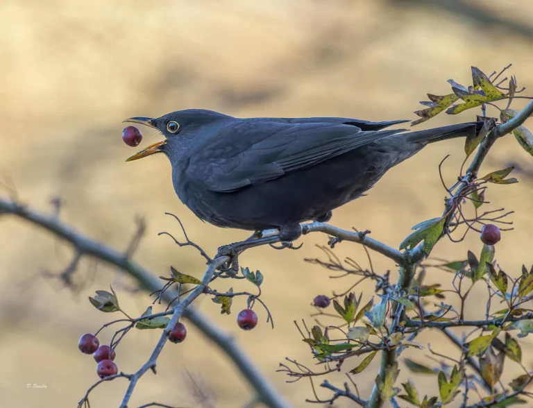 Blackbird