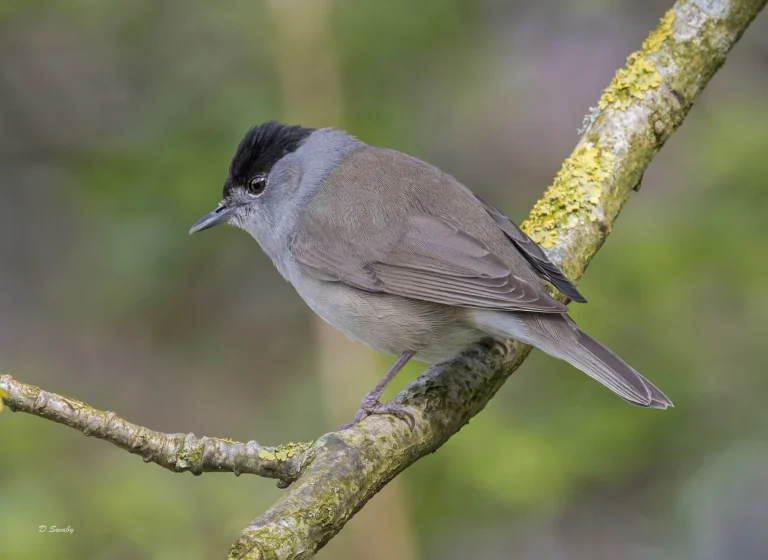 Blackcap