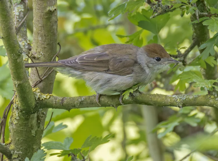 Blackcap