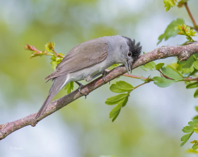 Blackcap