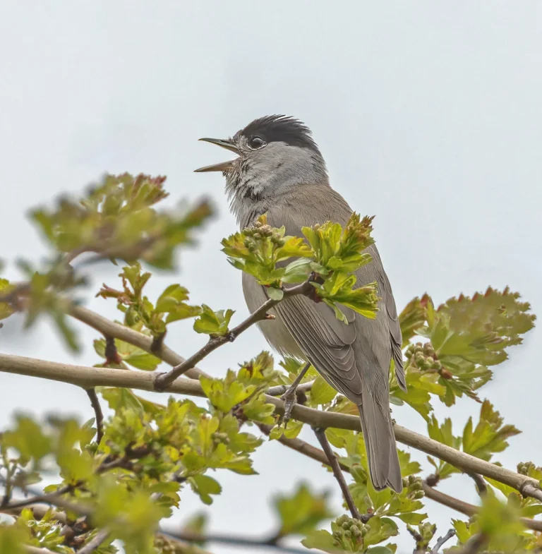 Blackcap