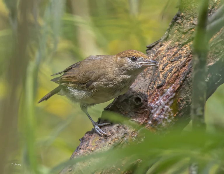 Blackcap