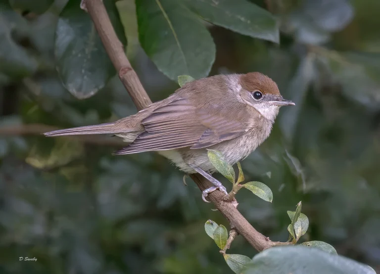 Blackcap