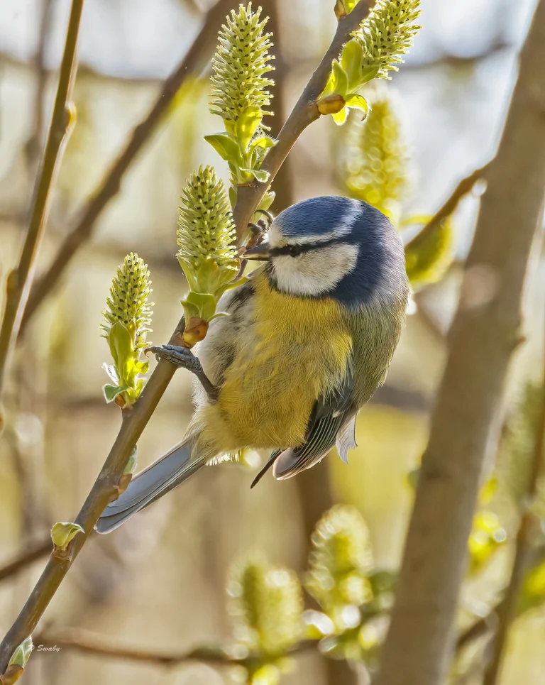 Blue Tit