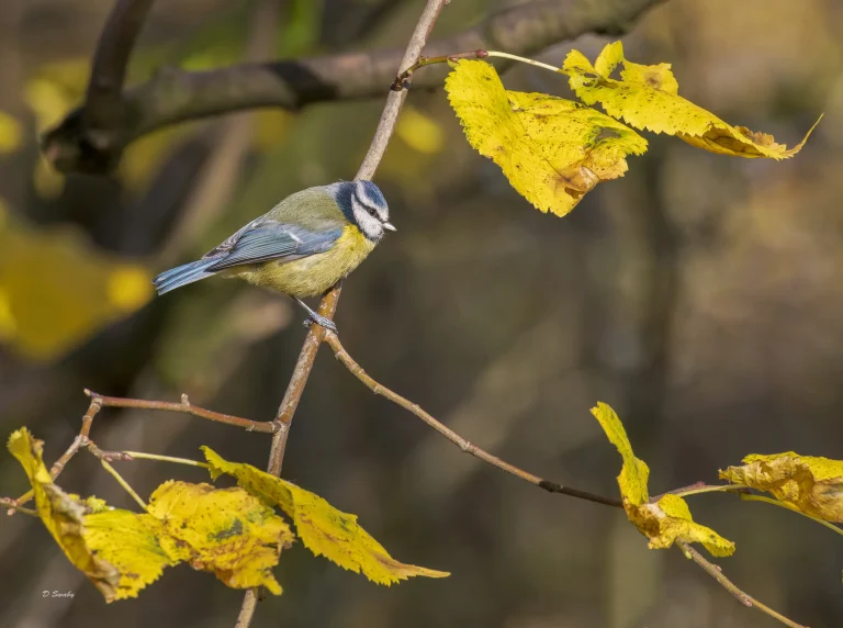Blue Tit