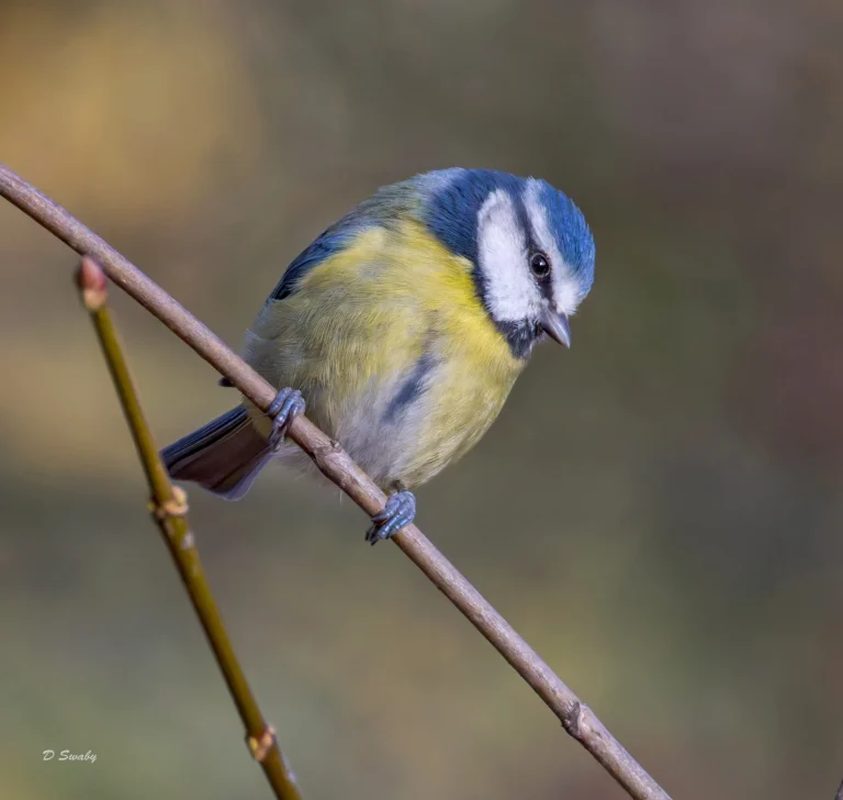 Blue Tit