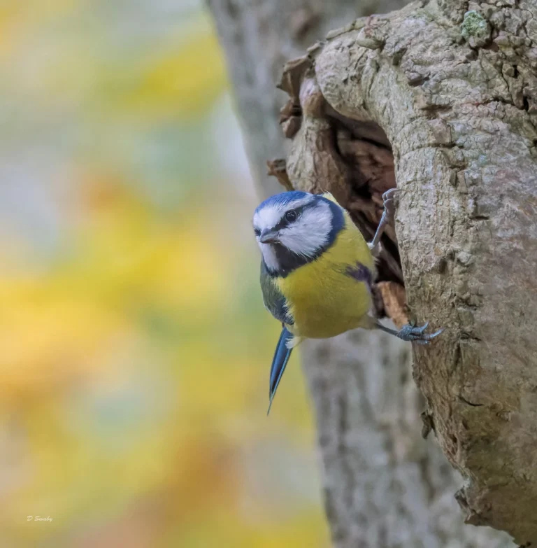 Blue Tit