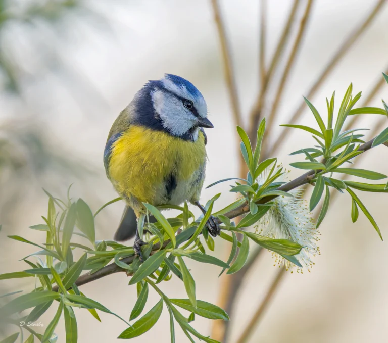 BlueTit