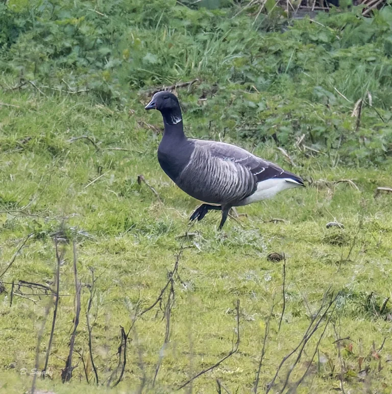 Brent Goose