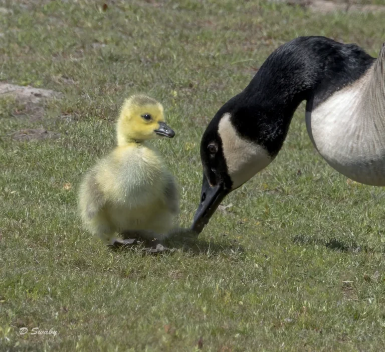 Canada Goose