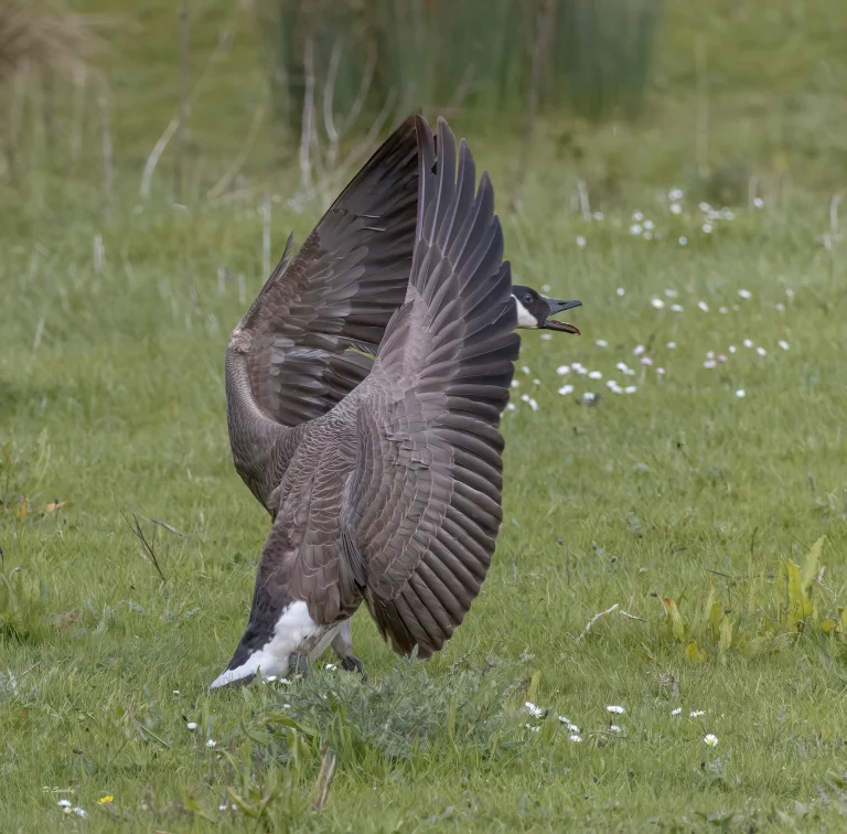 Canada Goose displaying
