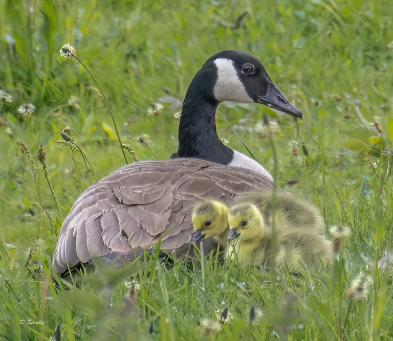 Canada Goose with chicks