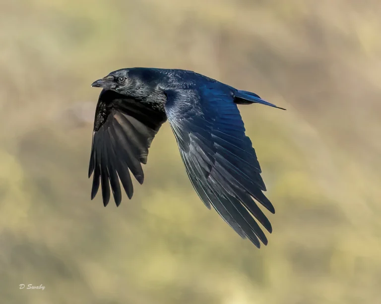 Carrion Crow