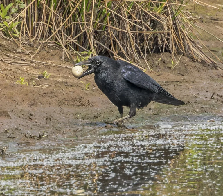 Carrion Crow