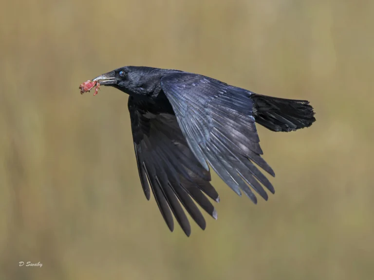 Carrion Crow