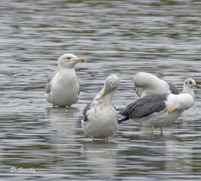 Caspian Gull