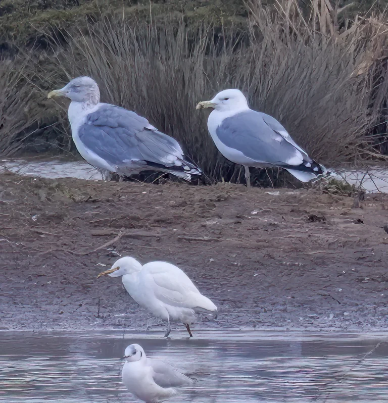 Caspian Gull {right} with Cattle Egret