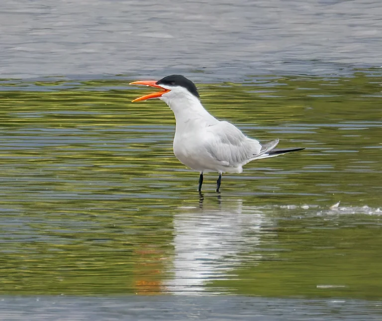 Caspian Tern 06-07024