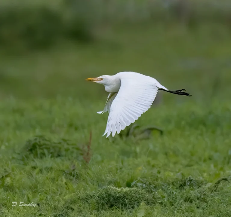 Cattle Egret