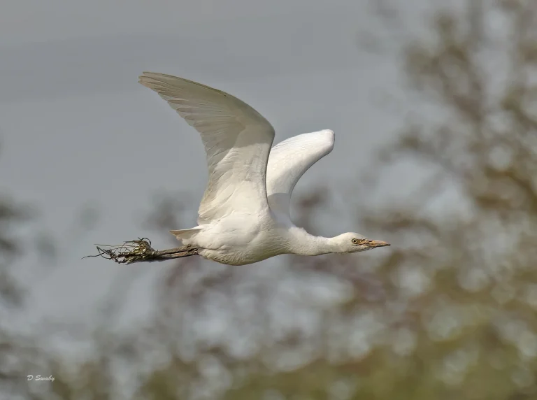 Cattle Egret