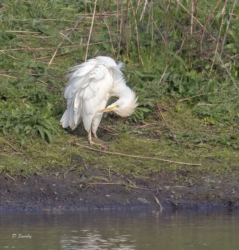 Cattle Egret