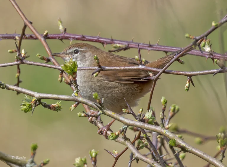 Cettis Warbler