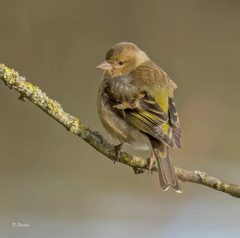 Chaffinch